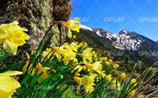 تصویر با کیفیت فصل بهار همراه با منظره زیبای بهار و کوهستان
