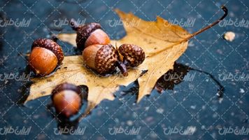 تصویر با کیفیت بلوط همراه با میوه بلوط و منظره پاییزی
