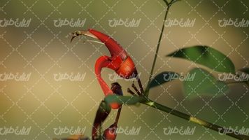 تصویر با کیفیت گل قرمز همراه با گل طبیعی و گیاه