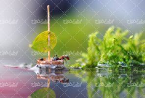 تصویر با کیفیت مورچه همراه با آب و گیاه