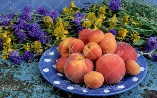 تصویر با کیفیت میوه همراه با هلو و گل های زیبا