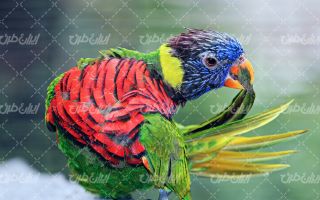 تصویر با کیفیت طوطی همراه با پرنده رنگی و پرنده زیبا