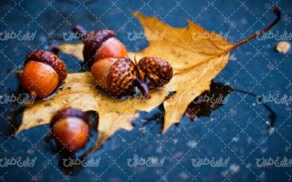 تصویر با کیفیت بلوطه همراه با پاییز و فصل زیبای پاییز