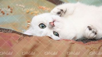 تصویر با کیفیت گربه سفید همراه با گربه خانگی و حیوان خانگی