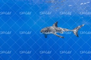 تصویر با کیفیت کوسه ماهی همراه با حیوان دریایی و دریا