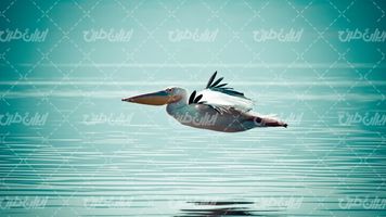 تصویر با کیفیت پلیکان همراه با پرنده و منظره زیبای دریاچه
