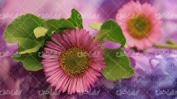 تصویر با کیفیت گل طبیعی همراه با شکوفه گل و گل زیبا