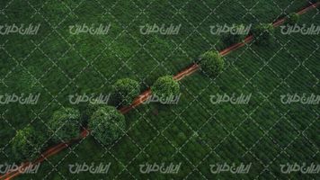 تصویر با چشم انداز زیبای مزرعه همراه با منظره کشاورزی و درخت