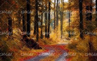 تصویر با جنگل زیبا همراه با منظره زیبا و چشم انداز رویایی پاییزی