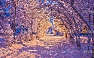 تصویر با کیفیت چشم انداز زیبای برفی به همراه برف و طبیعت برفی