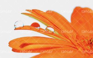 تصویر با کیفیت قطره شبنم همراه با شکوفه گل نارنجی و گل زیبا