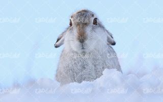 تصویر با کیفیت خرگوش همراه با برف و چشم انداز زیبای زمستان