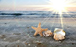 تصویر با کیفیت چشم انداز زیبای ساحل شنی همراه با صدف و غروب آفتاب