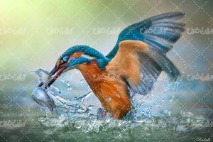 تصویر با کیفیت پرنده همراه با ماهی و آب