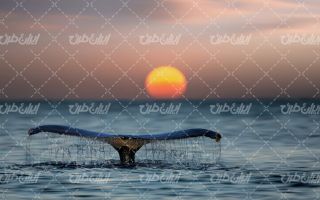 تصویر با کیفیت نهنگ همراه با منظره غروب آفتاب و دریا
