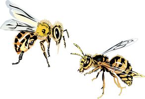 وکتور زنبور عسل تولید عسل لوگو زنبور عسل1