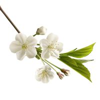 وکتور شاخه گل شکوفه سفید بهار گل طبیعی