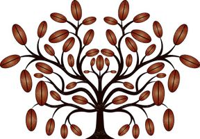 وکتور دانه های قهوه وکتور درخت قهوه وکتور پرورش قهوه