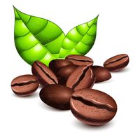 وکتور دانه های قهوه وکتور قهوه فرآوری شده وکتور برگ درخت قهوه1