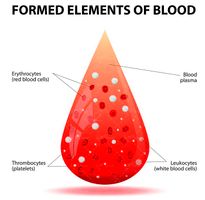 وکتور اجزای تشکیل دهنده خون وکتور قطره خون