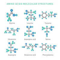 وکتور ساختار مولوکولی امینو اسیدها