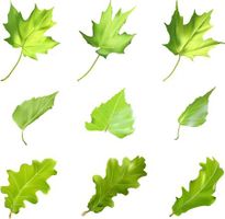 وکتور برگ وکتور انواع برگ