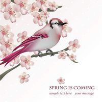 وکتور گل و مرغ وکتور شاخه شکوفه بهاری