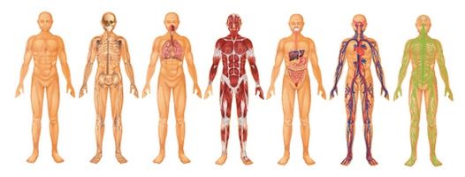 وکتور آناتومی بدن