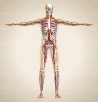 وکتور آناتومی بدن