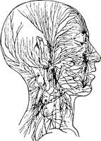 وکتور آناتومی سر و گردن