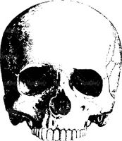 Skull vector