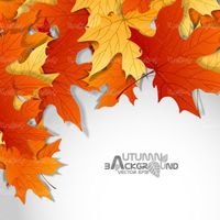 Autumn background vector