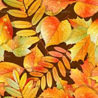 Autumn leaf vector