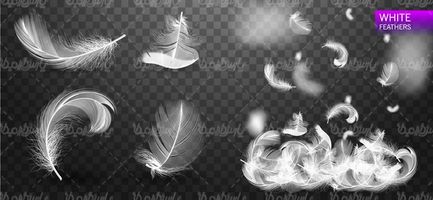 feathers vector