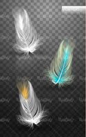 feathers vector