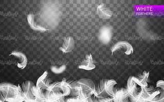 feathers vector