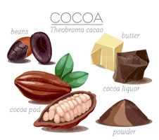 Chocolate cocoa vector
