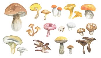 Mushroom vector