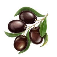Vector olive