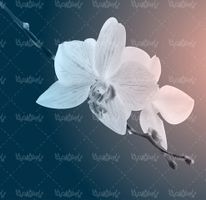 Orchid Flower Vector