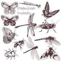 وکتور پروانه