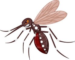 Mosquito vector