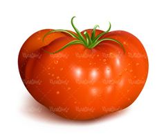 Tomato vector