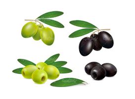 Olive vector