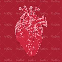 Vector anatomy of the heart