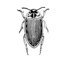 Vector Beetle