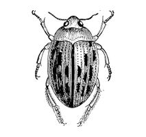 Vector Beetle