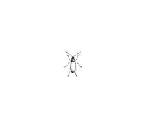 Insect Vector