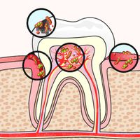 Dental Vector