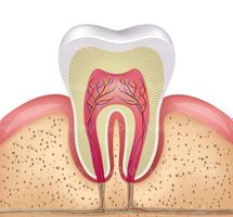 Dental Vector